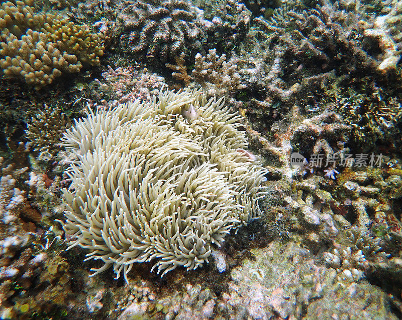 Sebae anemone （Heteractis crispa）